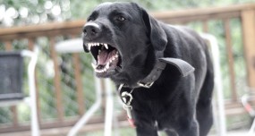 What Are Some Signs Of An Aggressive Dog?