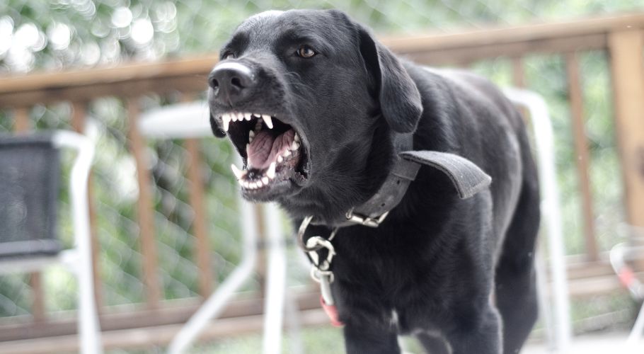 What Are Some Signs Of An Aggressive Dog?
