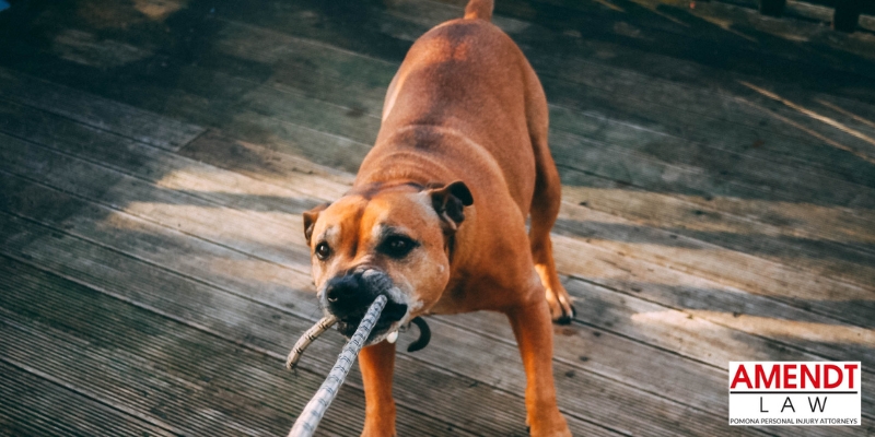 best dog bite lawyer in pomona