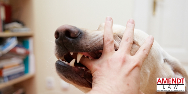 mejor abogado de mordedura de perro pomona